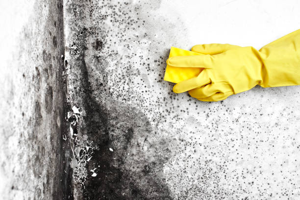 Best Crawl Space Mold Removal  in Middletown, MD