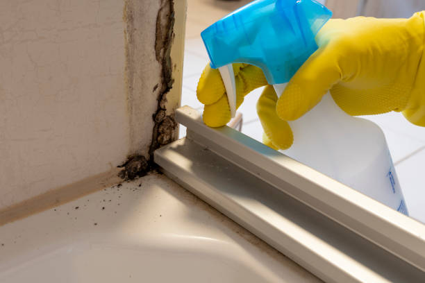 Best Home Mold Removal  in Middletown, MD