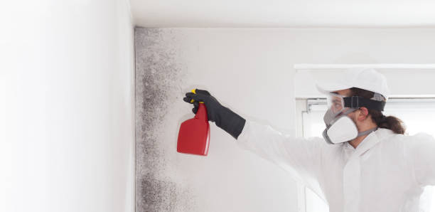 Best Toxic Mold Removal  in Middletown, MD