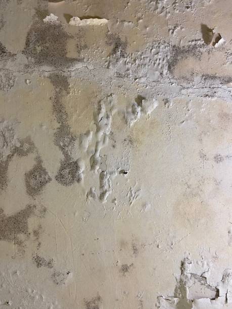 Best Mold Damage Repair  in Middletown, MD
