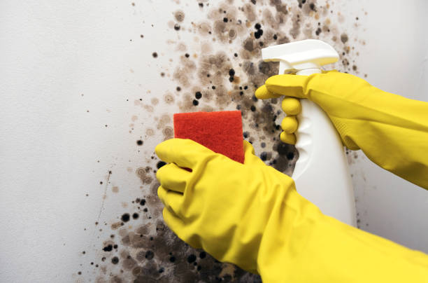 Best Affordable Mold Removal  in Middletown, MD