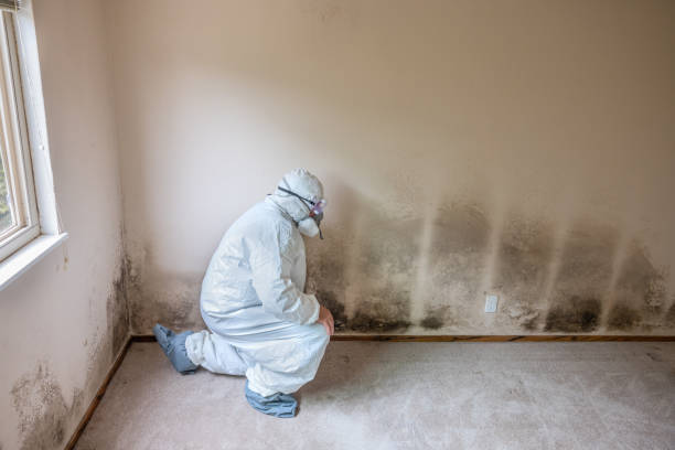 Trusted Middletown, MD Mold Removal Experts